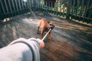 Point of view of someone playing with a dog