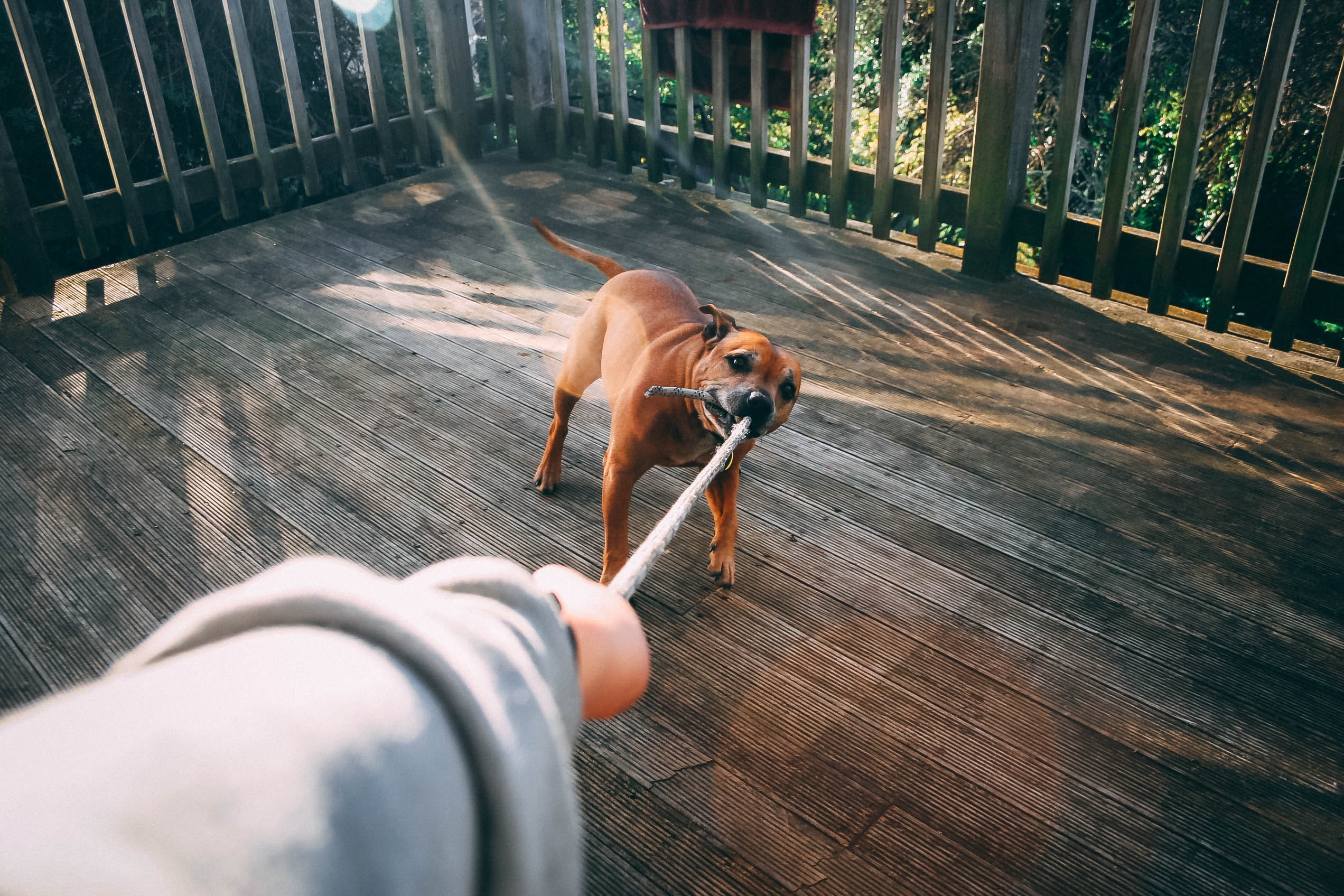 Dog biting a rope